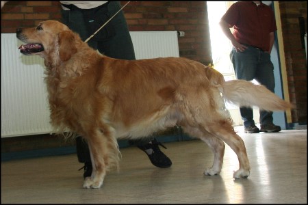 Golden Retriever Deckrde Karlo vom Rennbaum