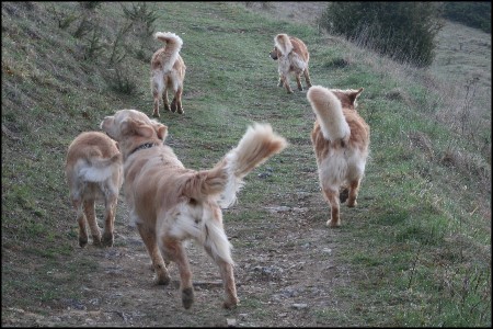 Golden Retriever Zuchthunde The heart of golden dreams