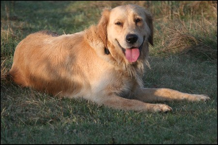 Golden Retriever Zuchth&uuml;ndin Karina the golden Can