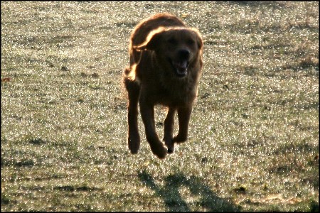 Golden Retriever Zuchth&uuml;ndin Gerberas Golden Fiffi