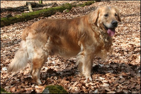 Golden Retriever Deckr&uuml;de Karlo vom Rennbaum