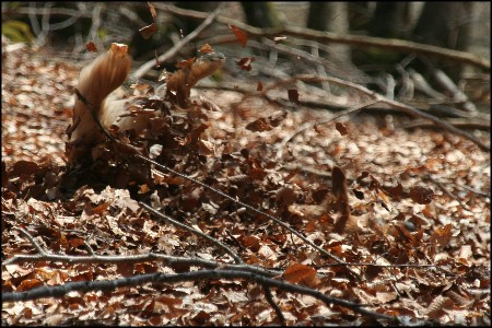 Retriever im Wald