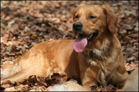 Golden Retriever im Wald
