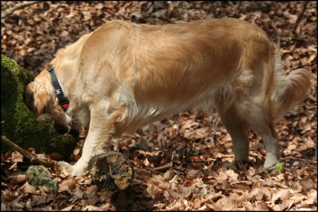 Golden Retriever Zuchth&uuml;ndin Maja from Diedrichs Hof