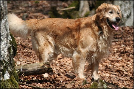 Golden Retriever Deckr&uuml;de Jacky vom Burgfeld
