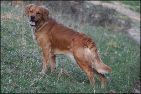 Golden Retriever H&uuml;ndin Gerbera's Golden Fiffi auf dem Berg
