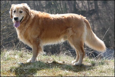 Golden Retriever Deckr&uuml;de Jacky vom Burgfeld in Pose vor einem Abhang