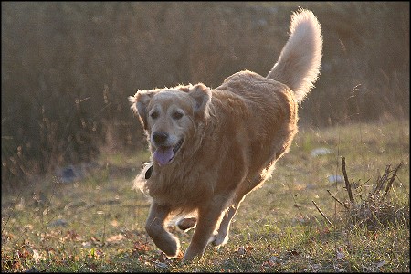 Golden Retriever rennt den Berg hinab