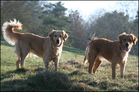 Golden Retriever H&uuml;ndinnen Maja from Diedrichs Hof und Gerbera's Golden Fiffi genannt Sita