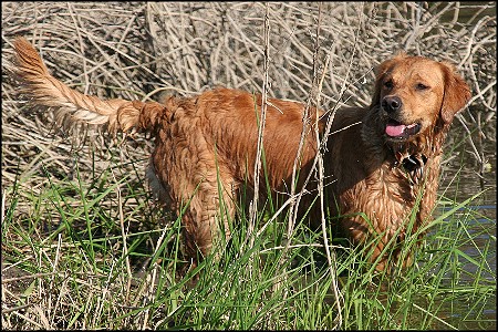 Golden Retriever im Wasser