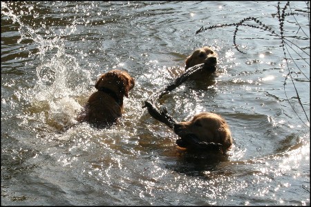 Golden Retriever schwimmen