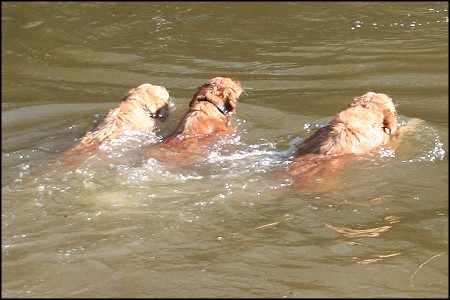 Golden Retriever schwimmen um die Wette