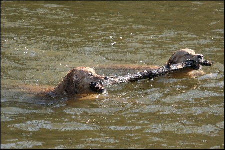 Golden Retriever Karlo vom Rennbaum und Maja from Diedrichs Hof bei der Wasserarbeit