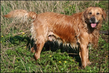Golden Retriever Deckr&uuml;de Karlo vom Rennbaum