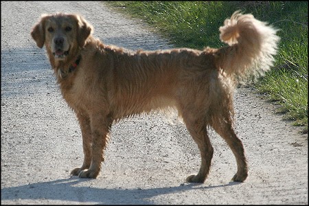 Golden Retriever Z&uuml;chth&uuml;ndin Maja from Diedrichs Hof