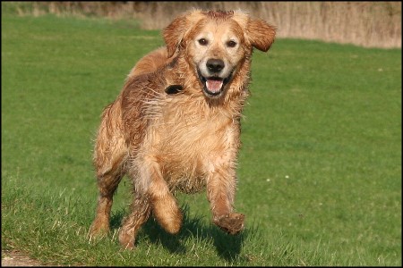 Golden Retriever Deckr&uuml;de Jacky vom Burgfeld