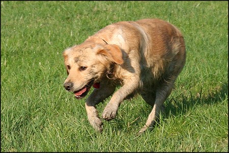 Golden Retriever Zuchth&uuml;ndin Mira from Diedrichs Hof