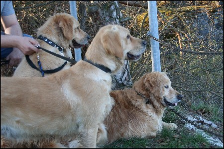 Golden Retriever Hunde