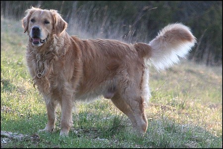Golden Retriever Deckruede Karlo vom Rennbaum