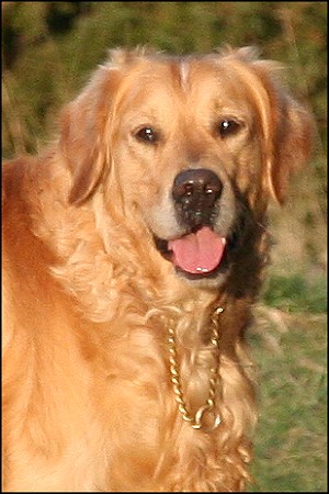 Karlo vom Rennbaum Golden Retriever Deckr&uuml;de Farbe Dunkelgold