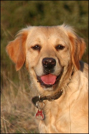 Mira from Diedrichs Hof Golden Retriever Zuchth&uuml;ndin