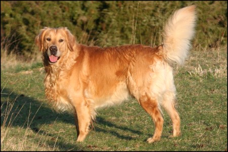Golden Retriever Deckr&uuml;de mit Deckerfahrung Karlo vom Rennbaum