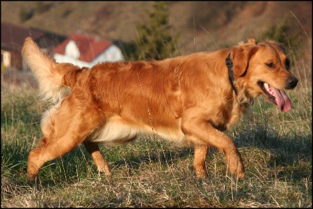 Golden Retriever Jungh&uuml;ndin Gerbera's Golden Fiffi genannt Sita