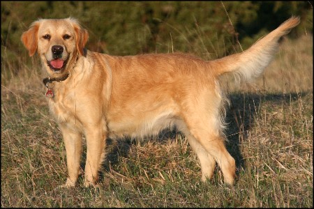 Golden Retriever Zuchth&uuml;ndin Mira from Diedrichs Hof