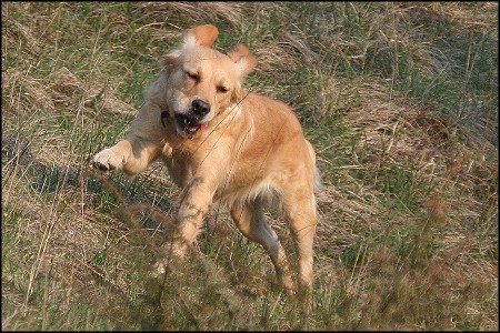Golden Retriever rennt