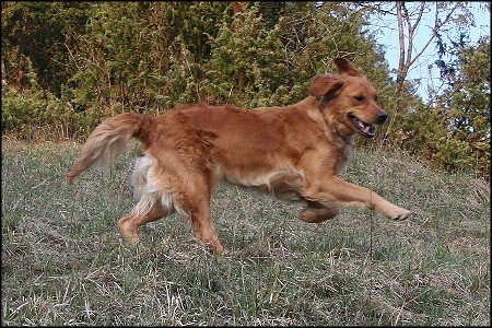 Golden Retriever amerikanische Linie