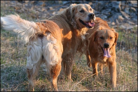 Golden Retriever Deckr&uuml;de Karlo vom Rennbaum und Gerbera's Golden Fiffi genannt Sita