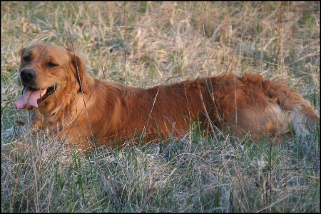 Golden Retriever liegt im Gras
