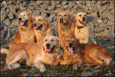 Golden Retriever Zucht Hunde The heart of golden dreams