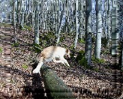 Bild_10 