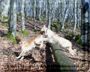 Bild_11 