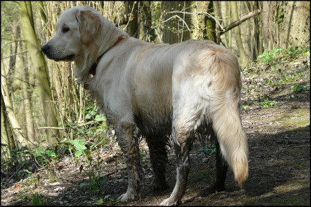 Golden Retriever The heart of golden dreams Bayka