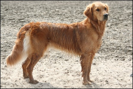 The heart of golden dreams baghira Golden Retriever Hündin
