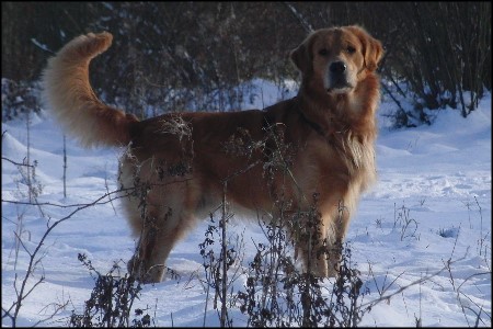 The heart of golden dreams Balou