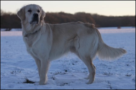 Golden Retriever Rde The heart of golden dreams Frostys Fly