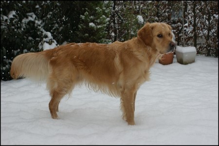 Golden Retriever Rüde The heart of golden dreams Charly