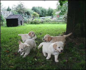 Welpen im Garten