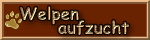 so wachsen unsere Golden Retriever Welpen auf
